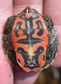 Red-bellied Turtle